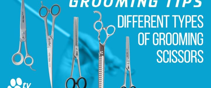 The Right Selection of Grooming Scissors